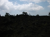 ova Gussonea-20110529 204